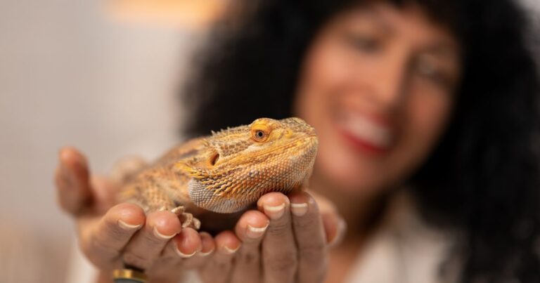 Myth: Bearded Dragons are Easy Pets for Children to Care For