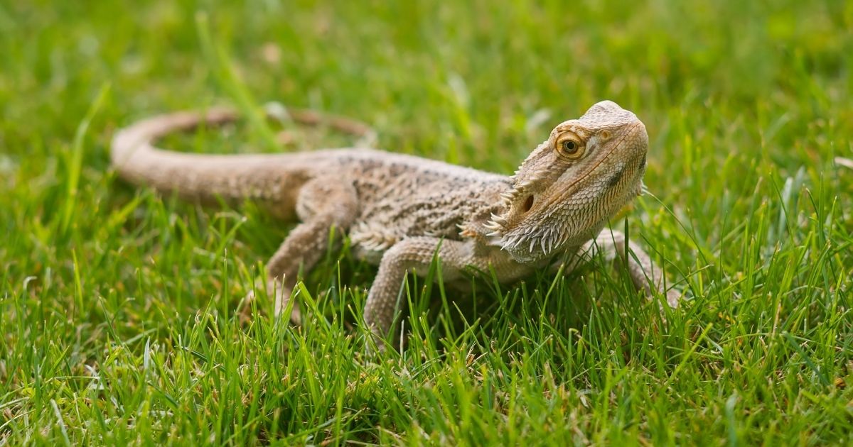 Bearded dragons are low-maintenance pets