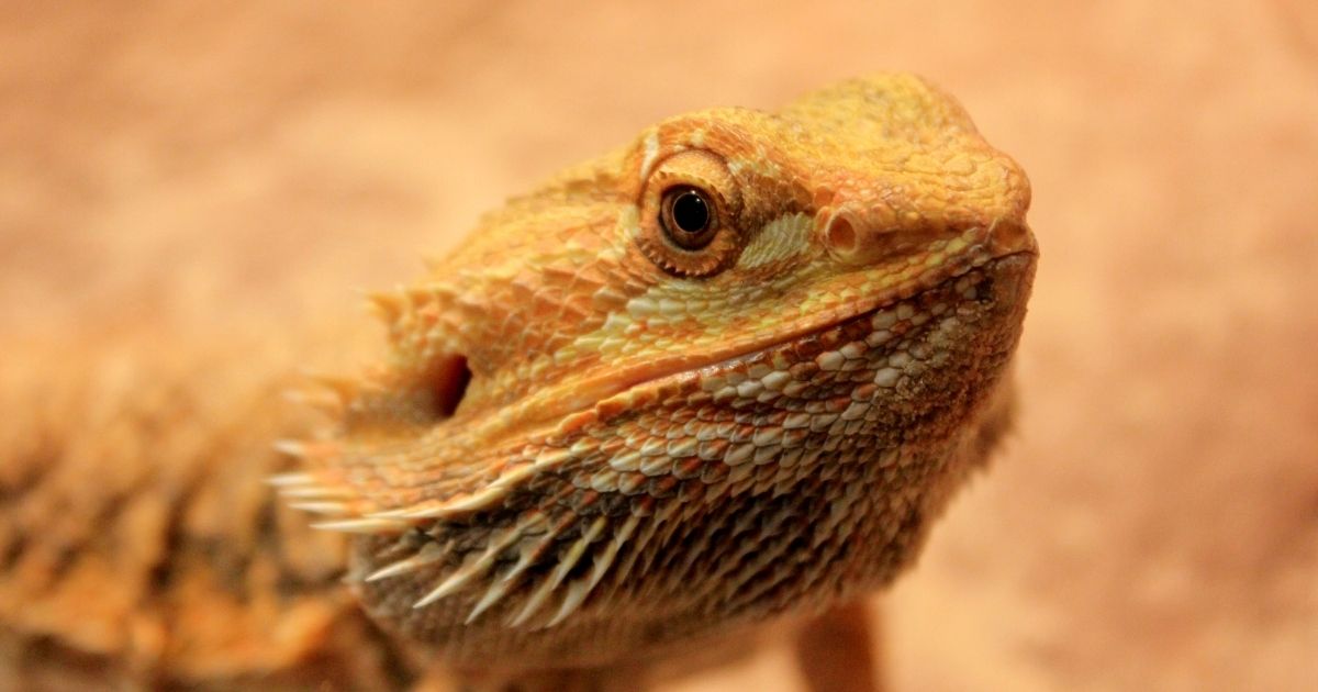 Bearded Dragons Can Eat Any Type of Insect