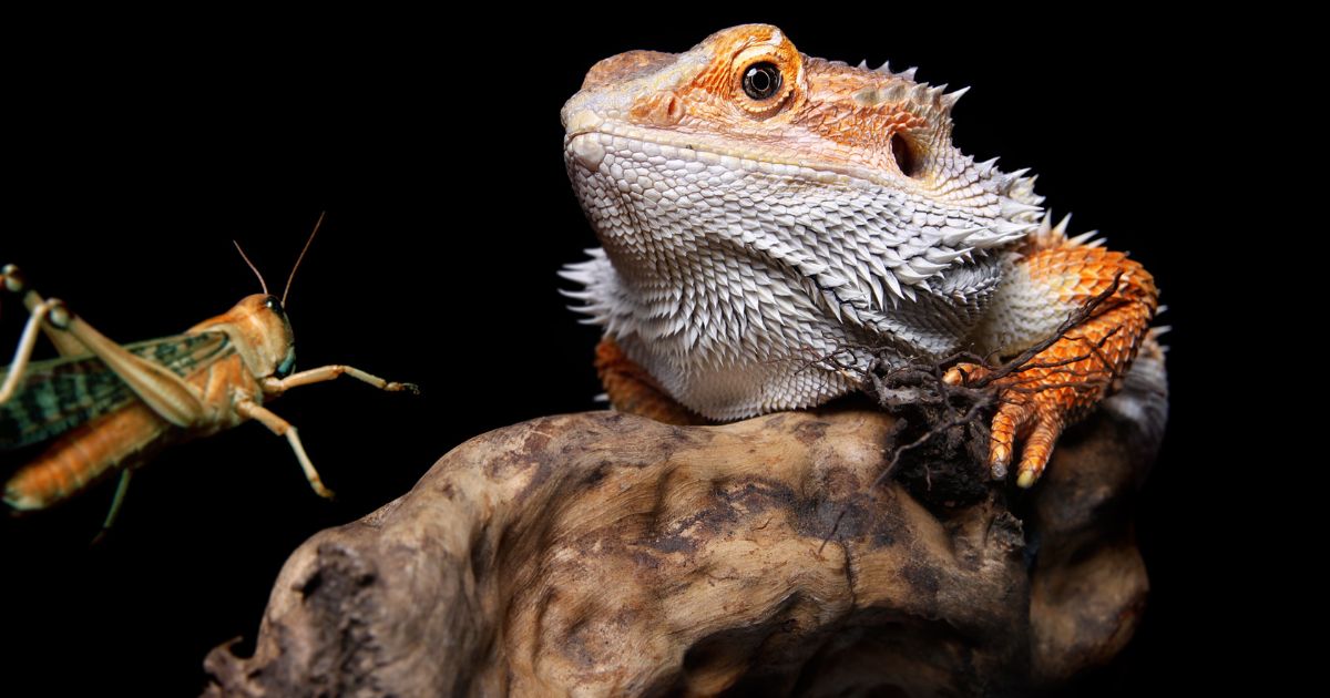 Bearded dragons can eat insects caught in the wild