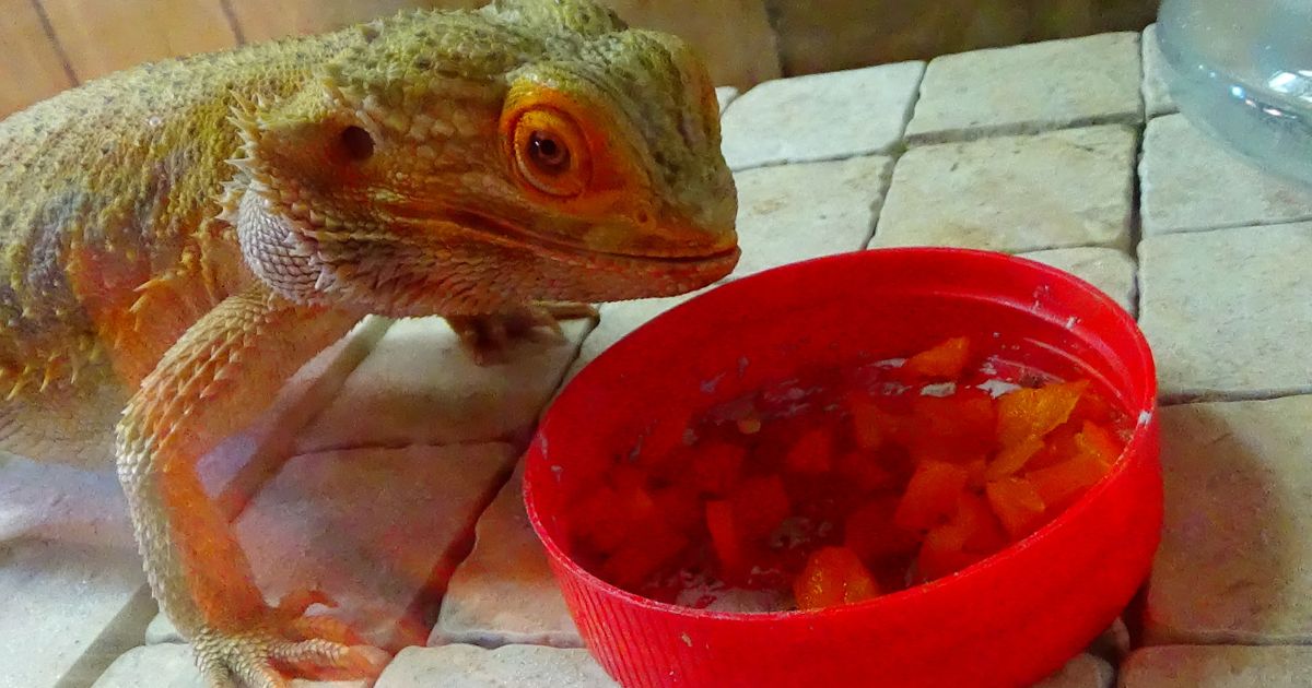 Bearded dragons can live solely on a diet of lettuce or vegetables