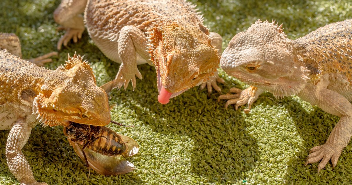 Bearded Dragons Can Live Solely on Commercial Pellet Diets