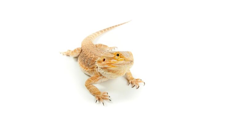 Myth: Bearded Dragons Can Regrow Lost Limbs or Tails