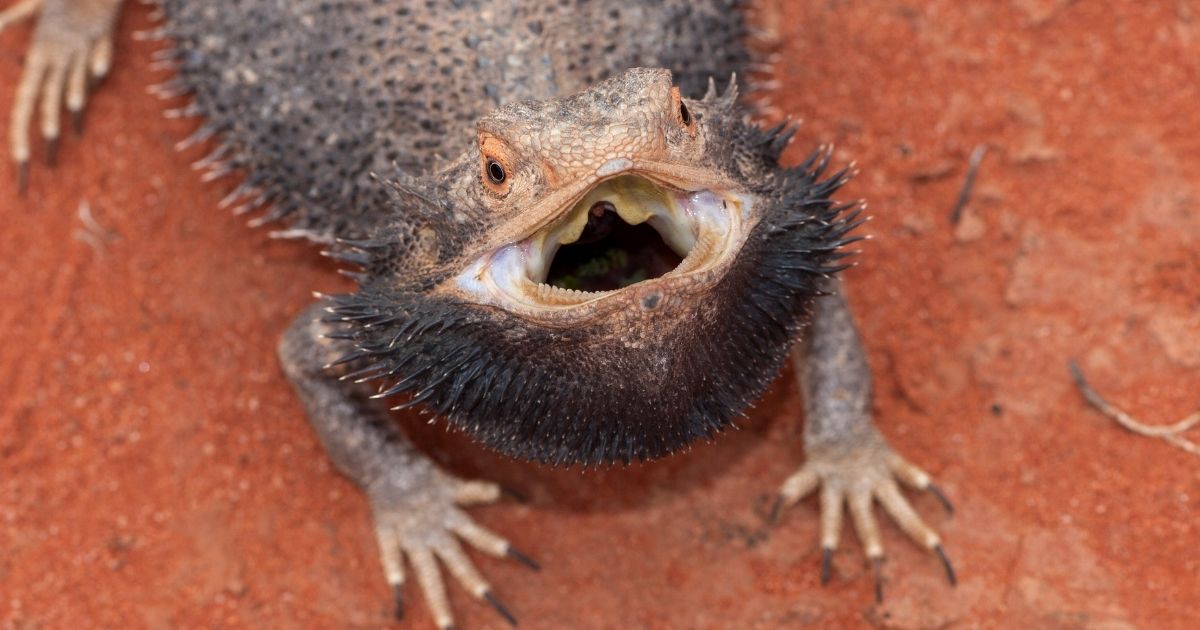 Bearded dragons cannot suffer from stress or anxiety