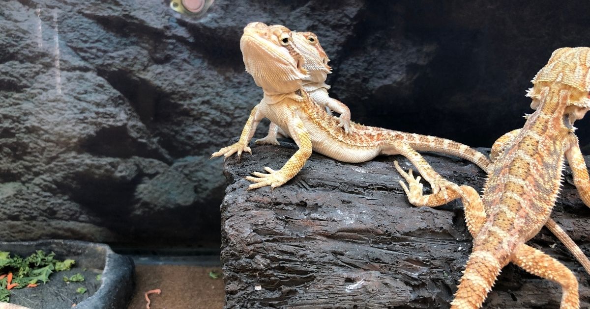 Bearded dragons do not need a large enclosure