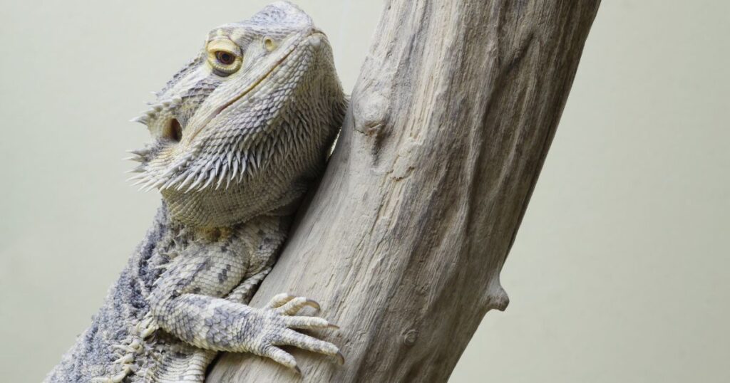 Bearded Dragons Thermoregulation