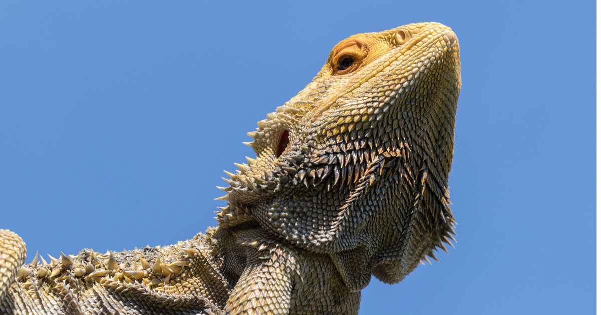 Bearded Dragons Thermoregulation