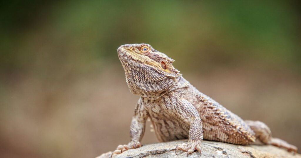 Bearded Dragons Thermoregulation