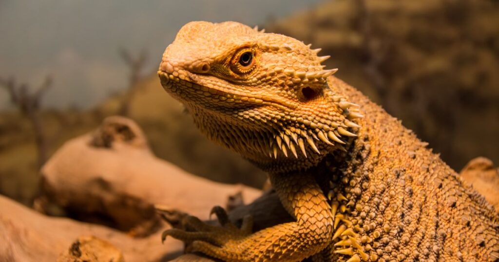 Bearded Dragons Thermoregulation