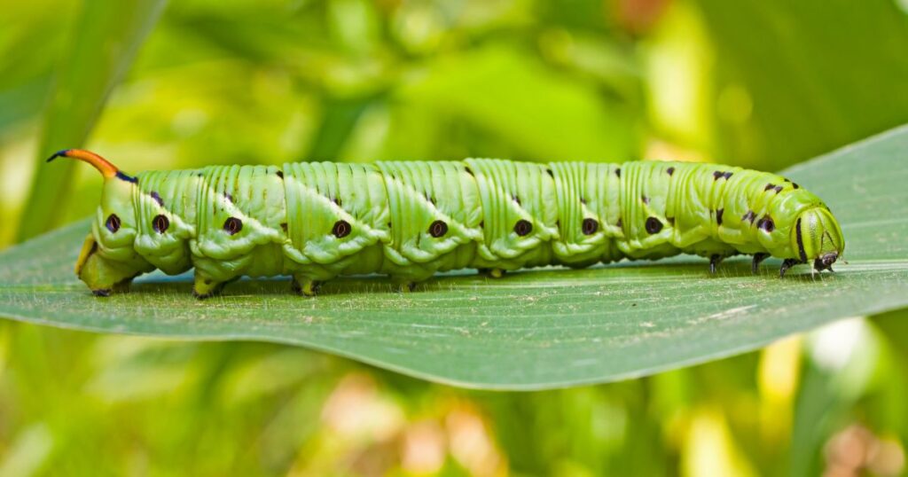 Best live insects for bearded dragons