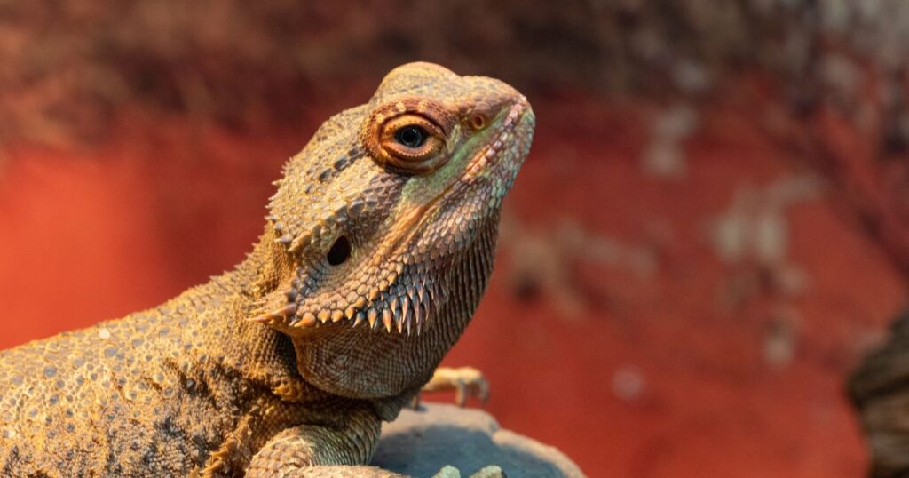 Central Bearded Dragon