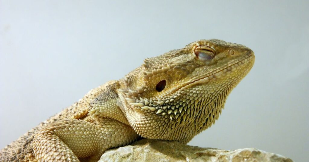 Central Bearded Dragon