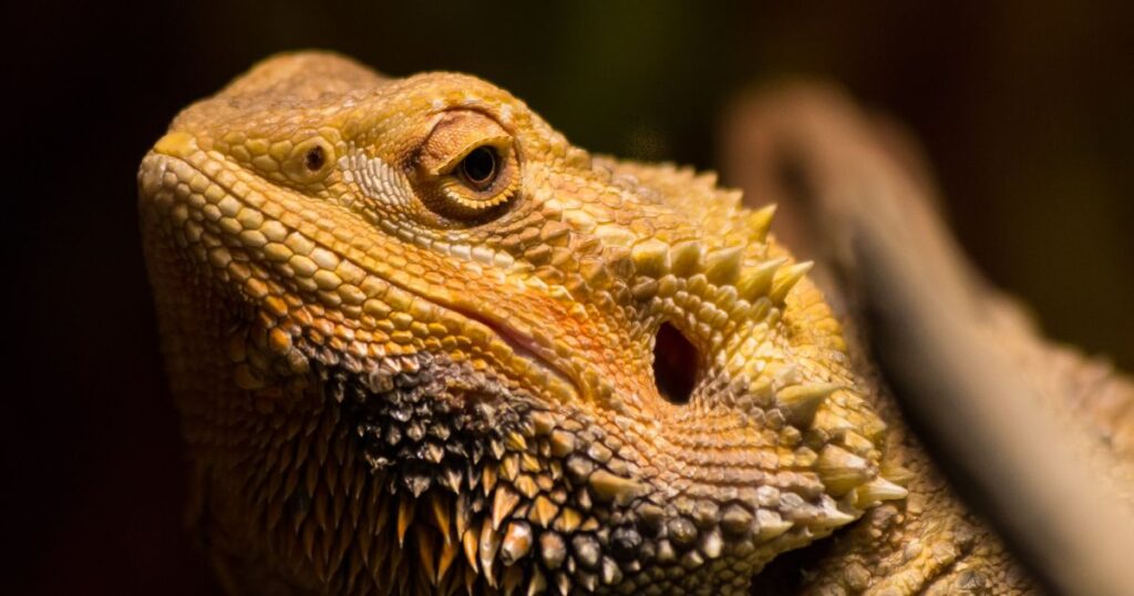 Central Bearded Dragon