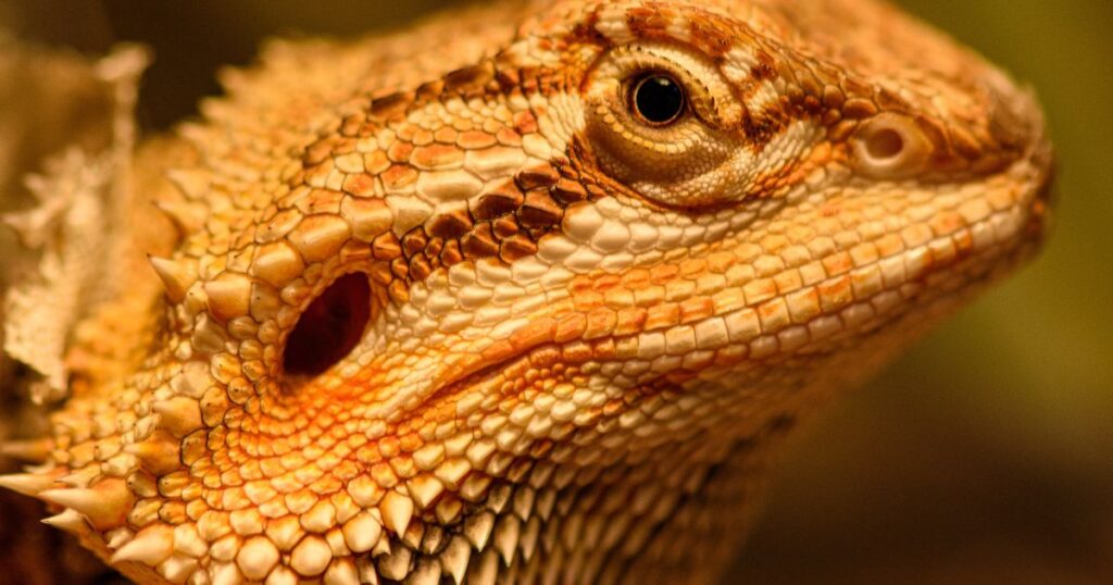 Central Bearded Dragon