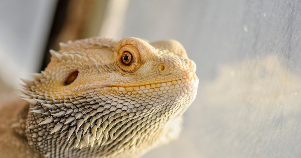 Central Bearded Dragon