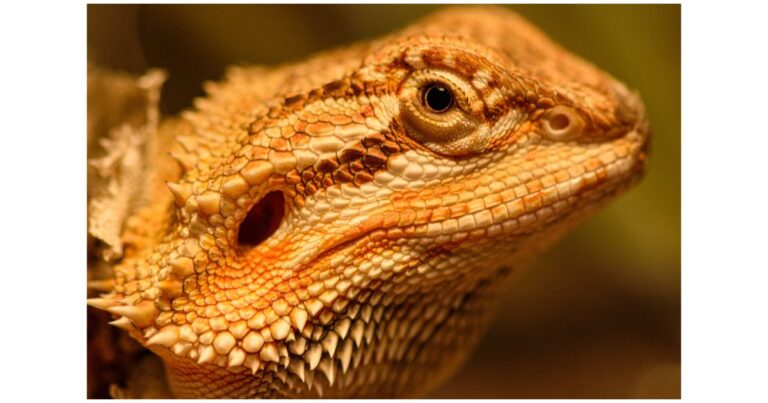 Commercial diets and supplements for bearded dragons