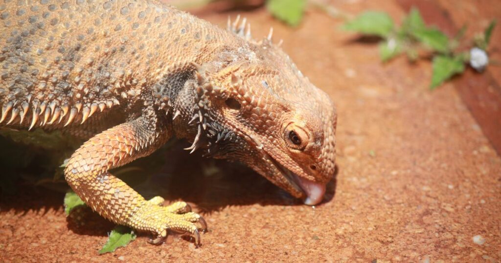 Feeding adult bearded dragons