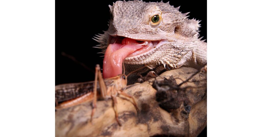 Feeding adult bearded dragons