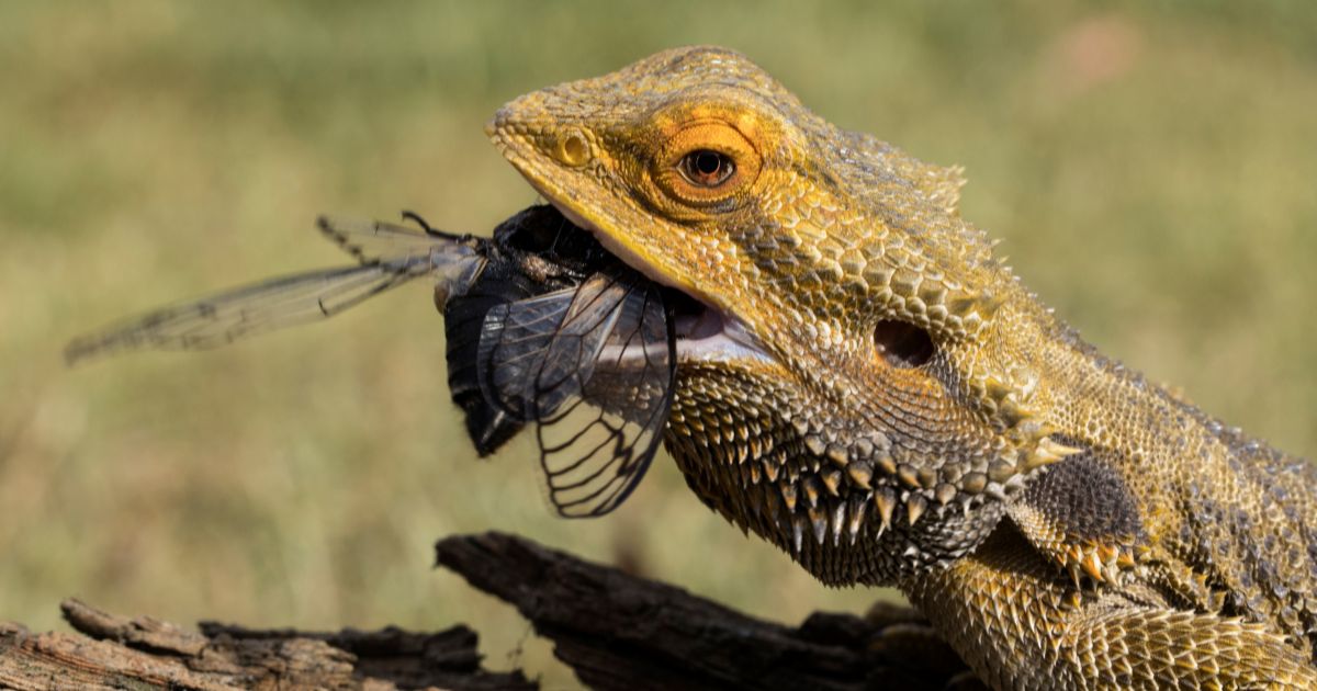 Feeding adult bearded dragons