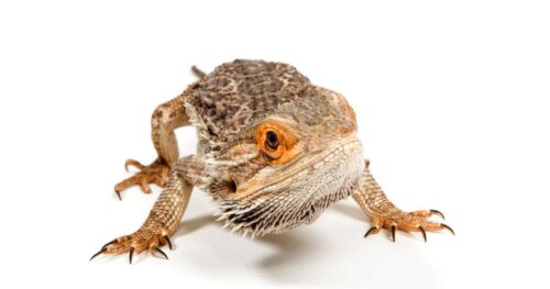 Curated Bearded Dragon Feeding Frequency Gallery View 41