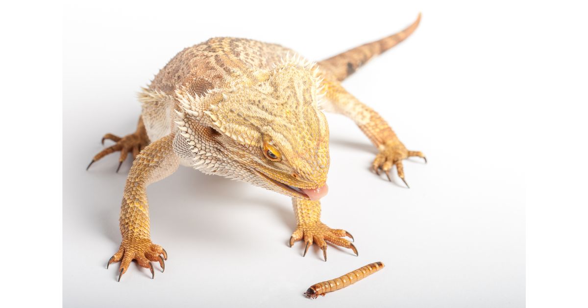 Curated visual reference: Curated Bearded Dragon Snake Feeding Frequency For Adults Gallery View