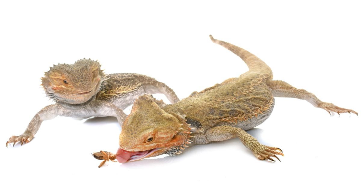 Feeding frequency for bearded dragons