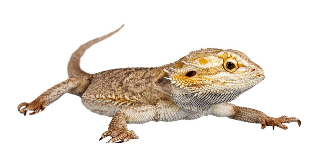 Feeding Juvenile Bearded Dragons