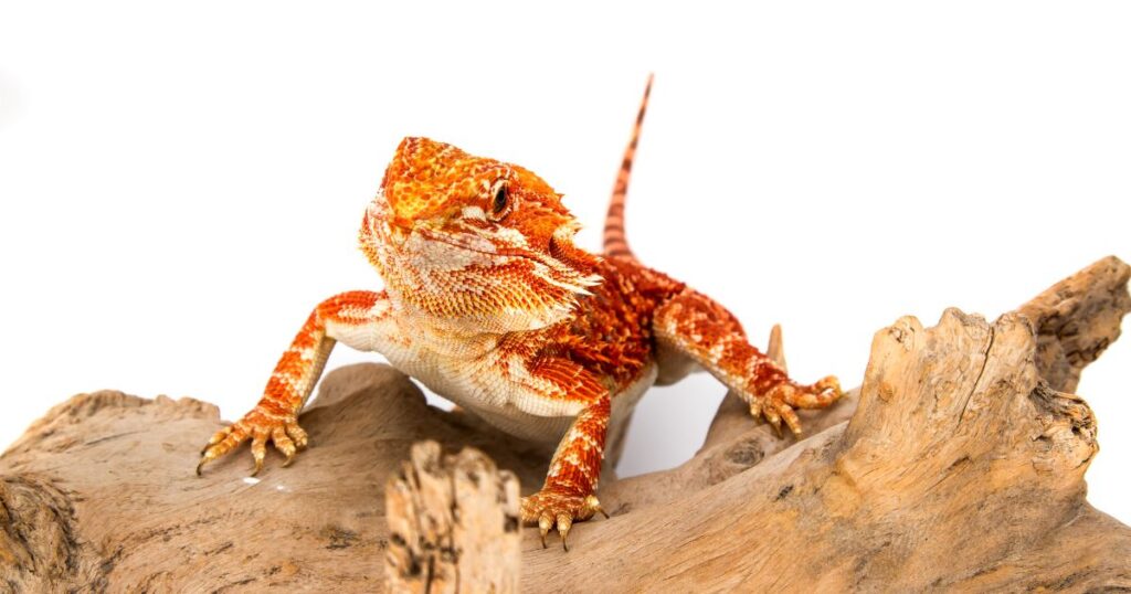 Feeding Juvenile Bearded Dragons