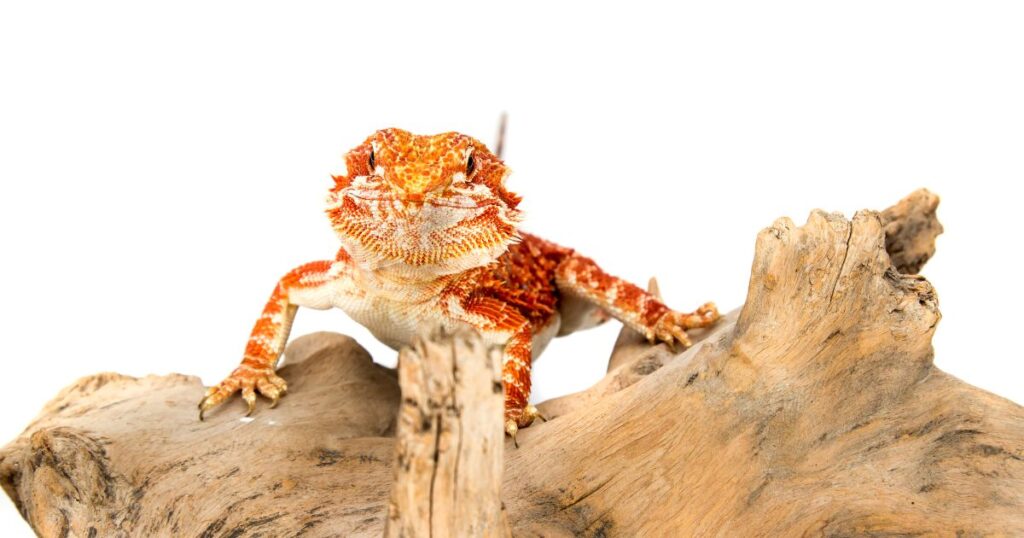 Feeding Juvenile Bearded Dragons