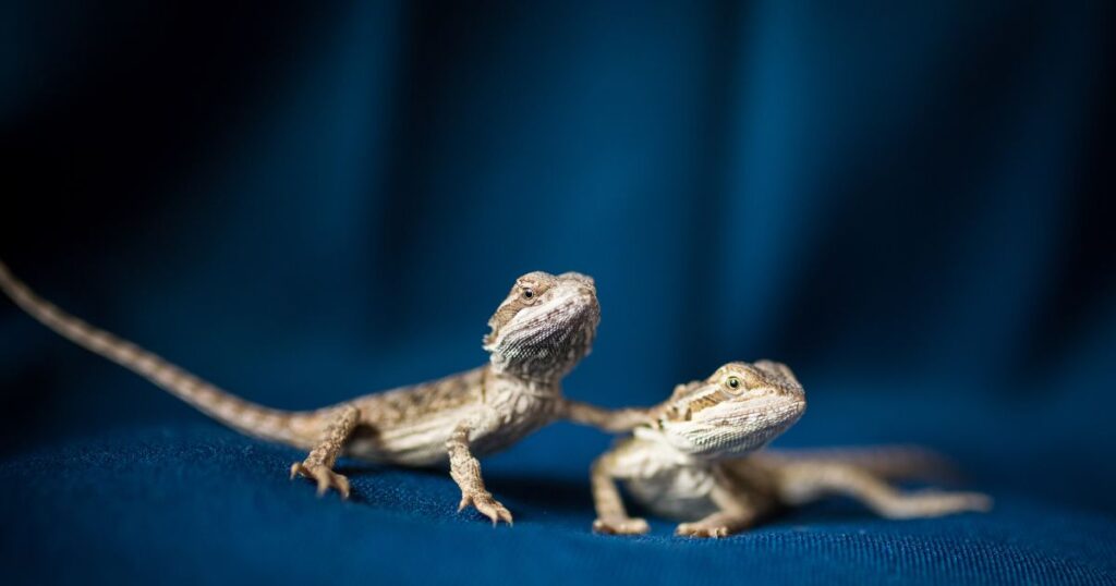 Feeding Juvenile Bearded Dragons