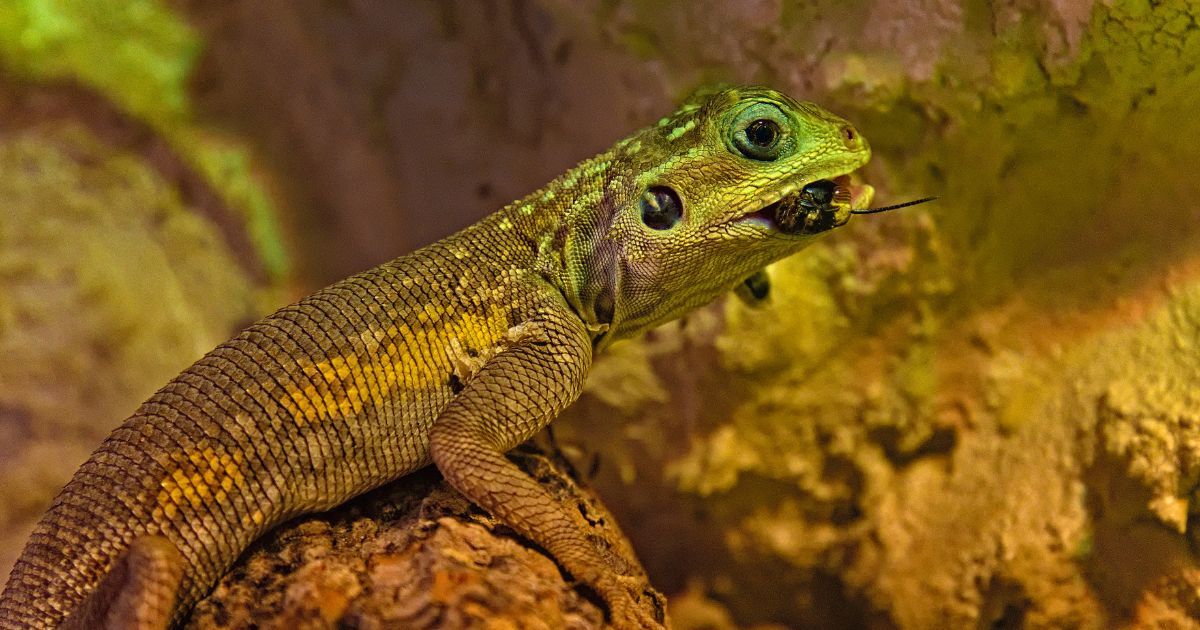 Image showcasing Feeding Schedule for Bearded Dragons - Emily's Dragon Doodles