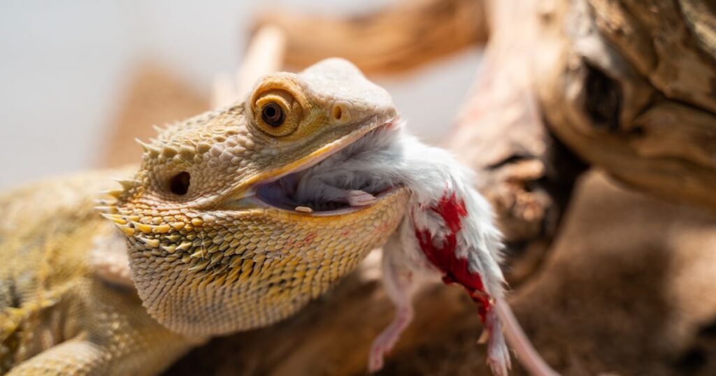 Feeding Schedule for Bearded Dragons