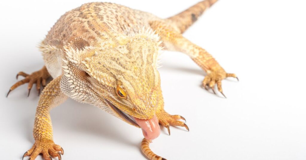 Feeding Schedule for Bearded Dragons