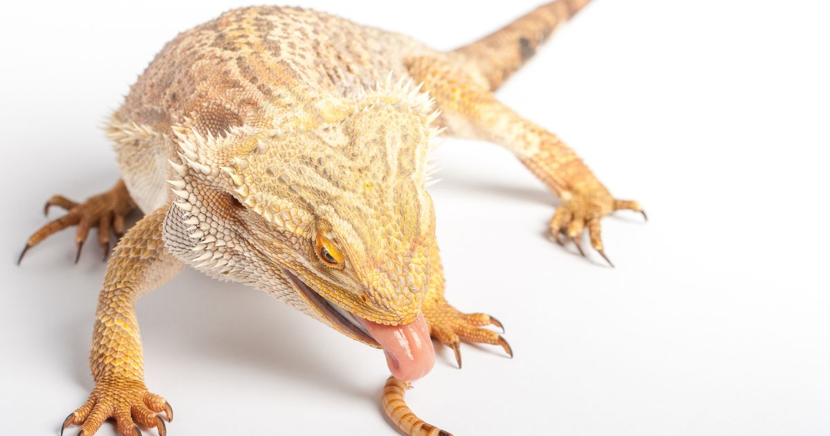 Feeding Schedule for Bearded Dragons - Emily's Dragon Doodles
