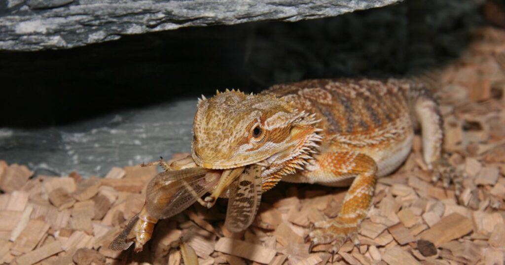 Feeding Schedule for Bearded Dragons