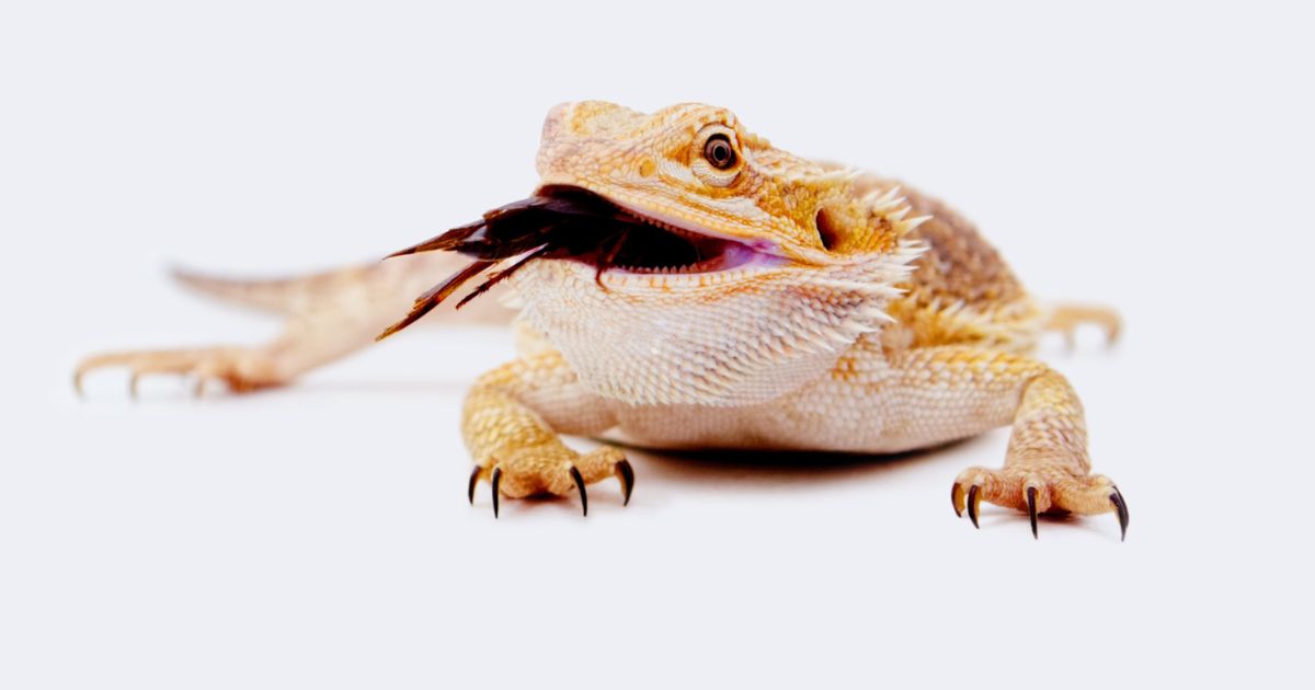 Feeding Schedule for Bearded Dragons