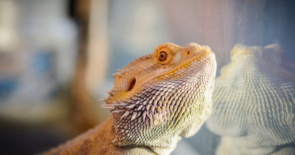 High-protein diet options for bearded dragons