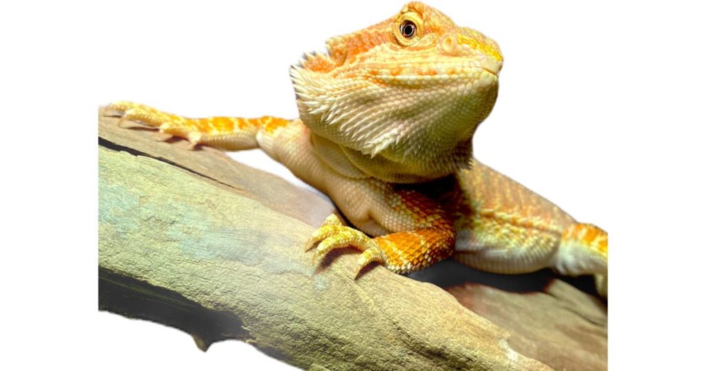 High-protein diet options for bearded dragons