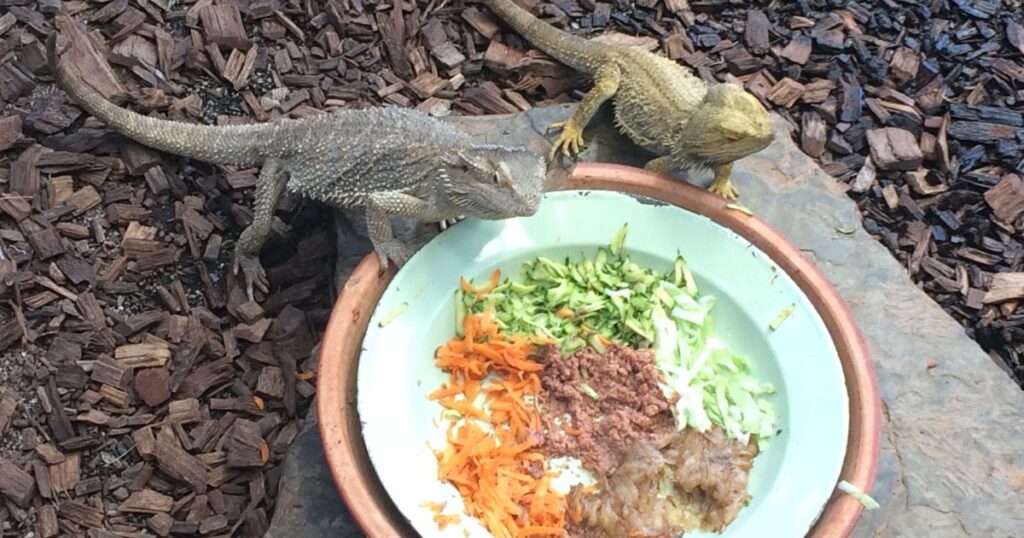 Picture of Feeding Juvenile Bearded Dragons - Emily's Dragon Doodles