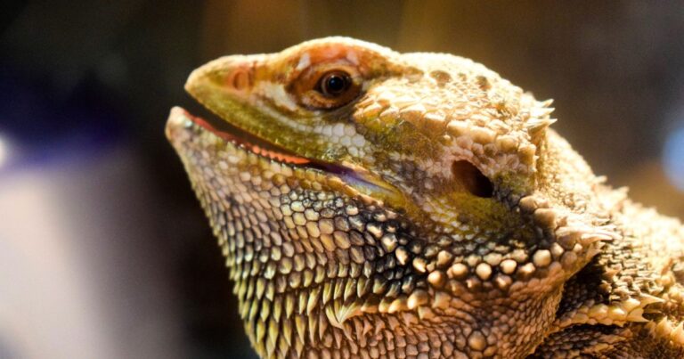 Bearded Dragon Nutritional Deficiencies and their symptoms