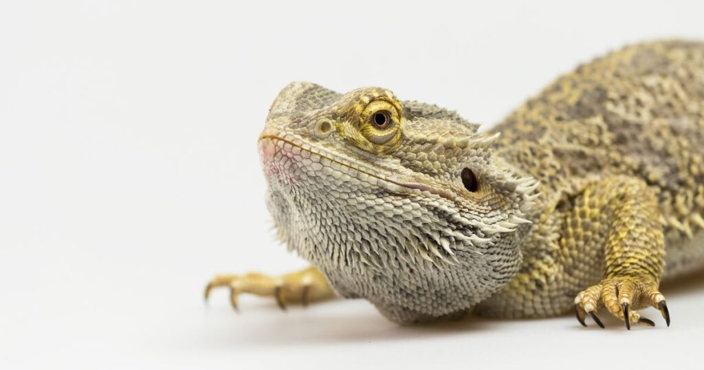 Parasites in bearded dragons