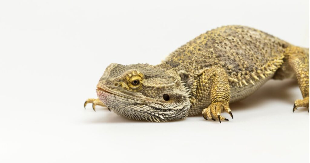 Parasites in bearded dragons