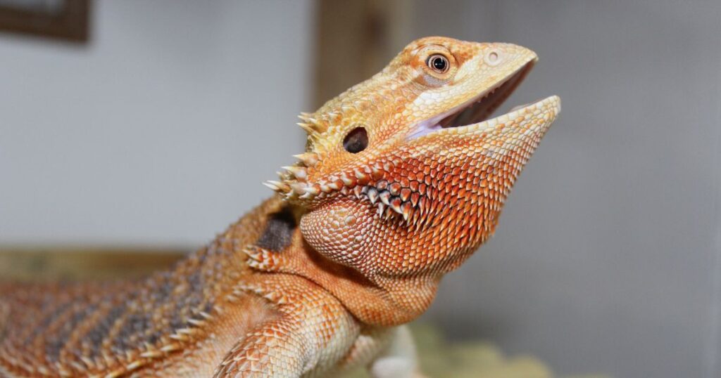 Parasites in bearded dragons