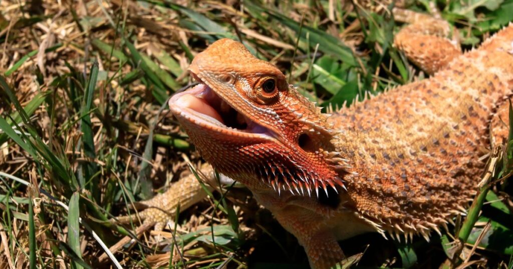 Parasites in bearded dragons