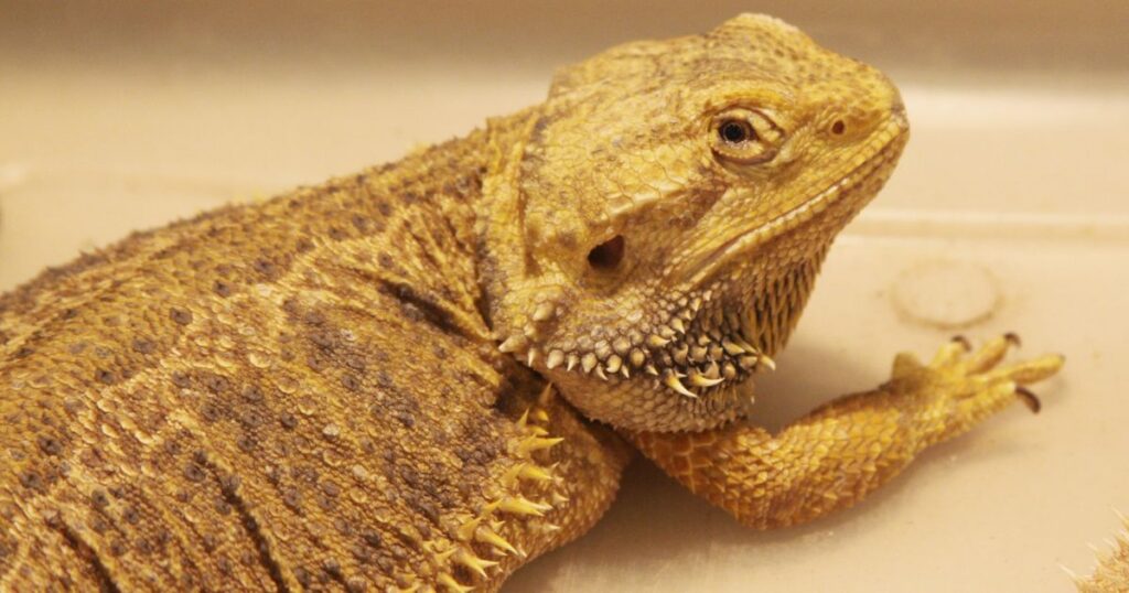 Parasites in bearded dragons