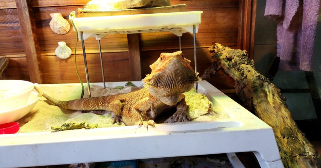 Safe and Toxic Foods for Bearded Dragons