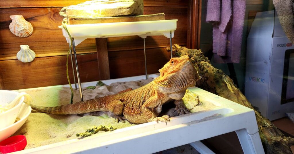 Safe and Toxic Foods for Bearded Dragons