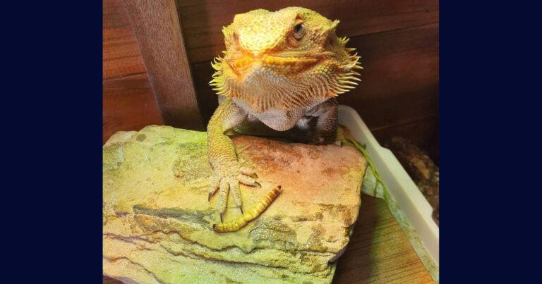 Safe and Toxic Foods for Bearded Dragons