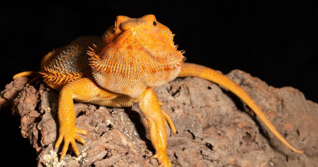 Top 10 Facts You Need to Know About Bearded Dragons (3)