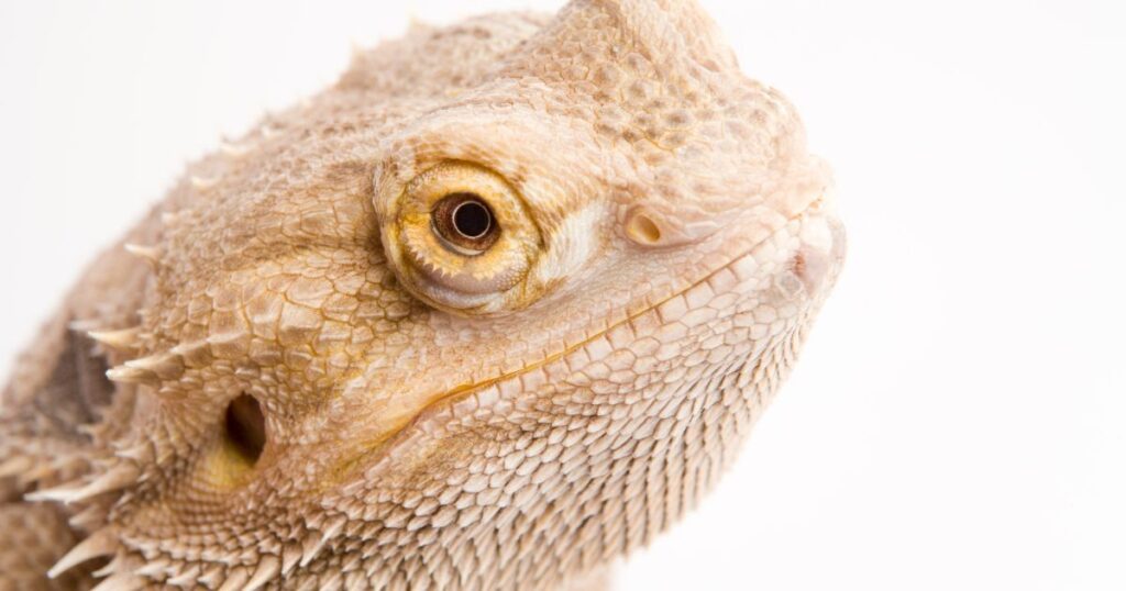 Top 10 Facts You Need to Know About Bearded Dragons (3)